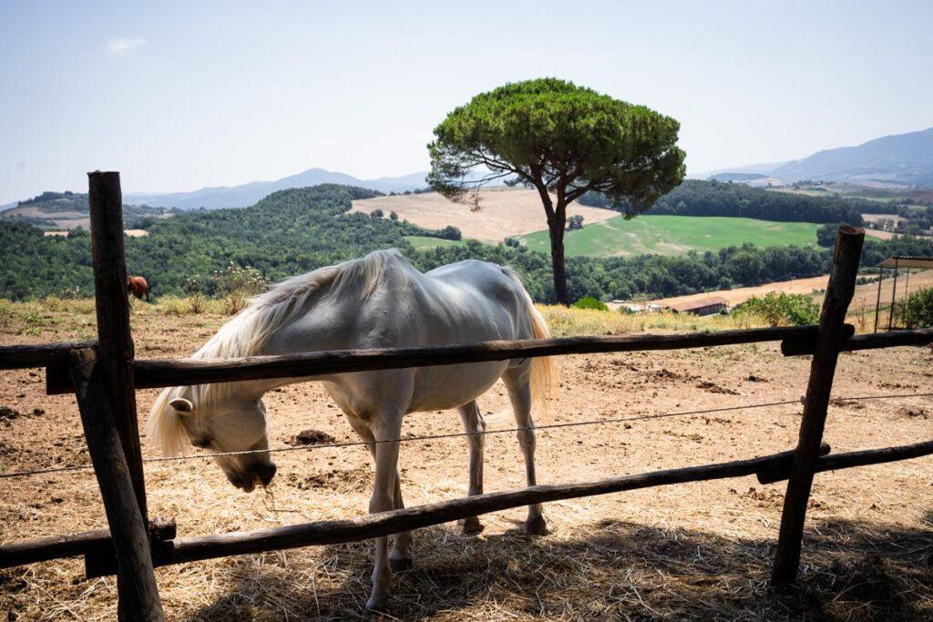 wedding_photographer_in_Tuscany-tenuta-Mocajo-1-di-901
